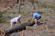 5th Feb 2010 - Trying to pick up the cactus in the desert