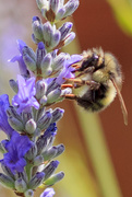 28th Jun 2016 - Lavendar and Fuzzy Bee