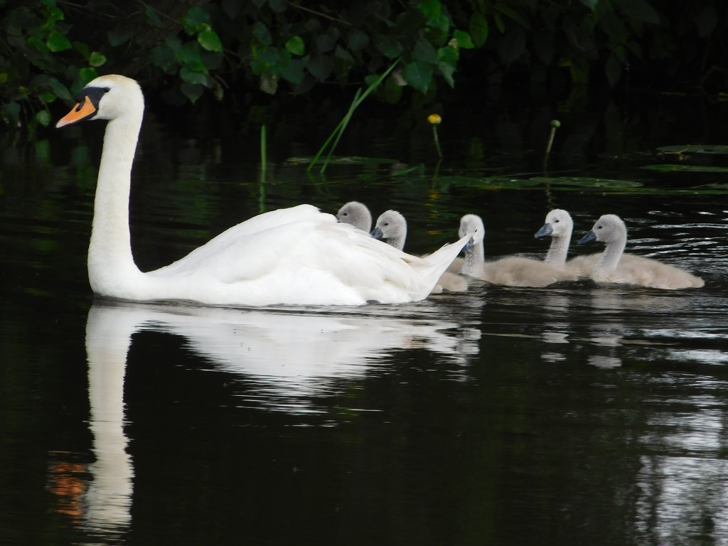 A family line-up by 365anne