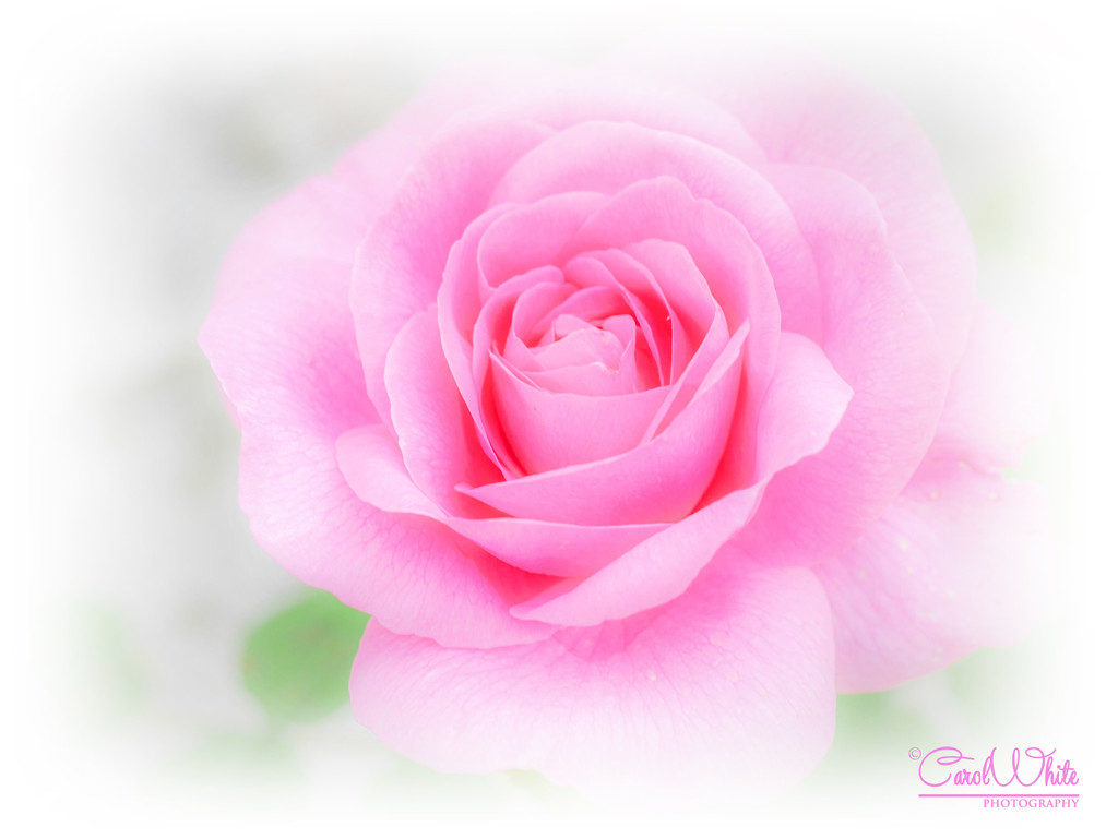 Softly Pink (best viewed on black) by carolmw