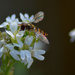 Tiny fly by fortong