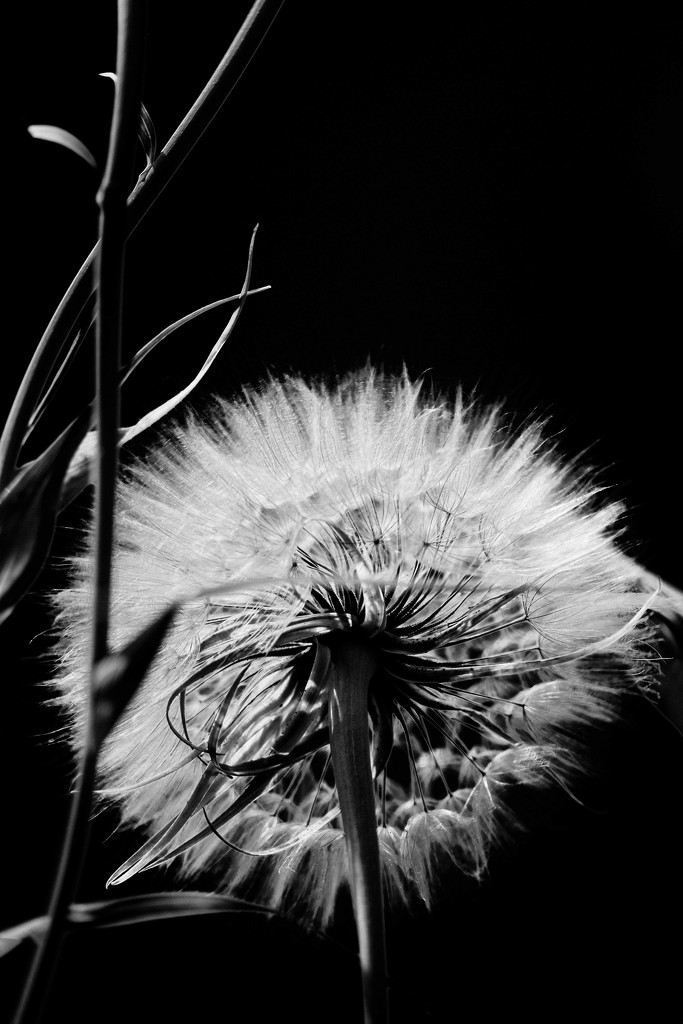 Not a Dandelion by tosee
