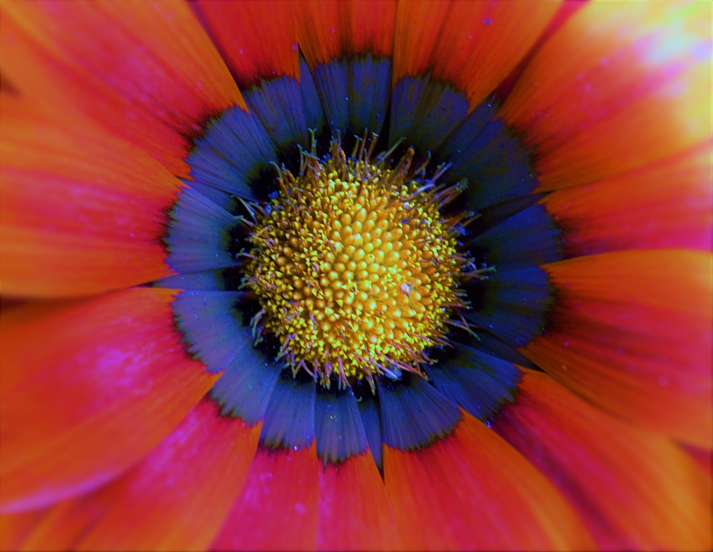 physcedelic flower by rubyshepherd