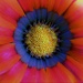 physcedelic flower by rubyshepherd