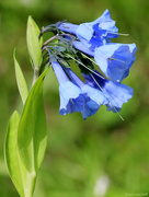 3rd Jun 2016 - Virginia Bluebells [filler #12] 