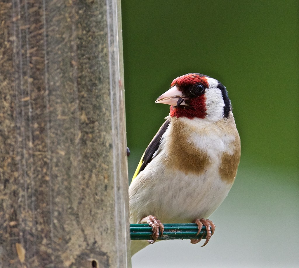 Goldfinch on feeder. by padlock