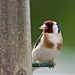 Goldfinch on feeder. by padlock