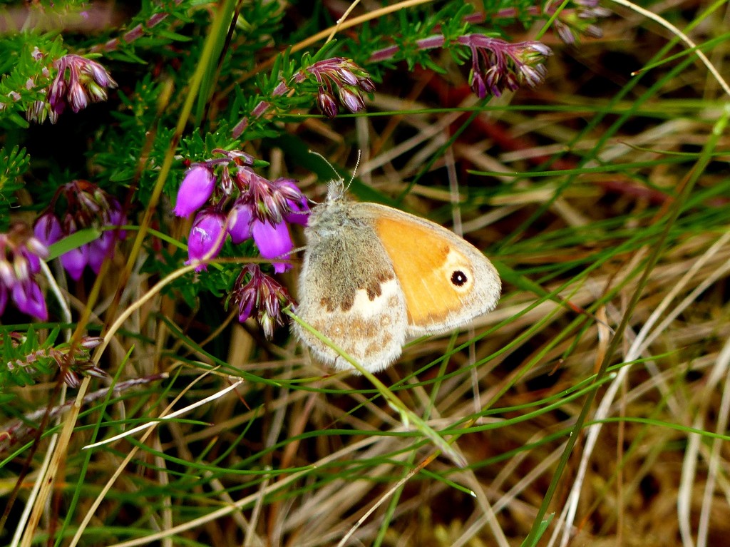  Small Heath Butterfly by susiemc
