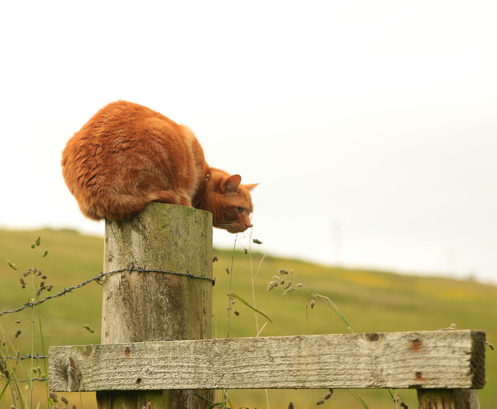 Dog Watch by lifeat60degrees