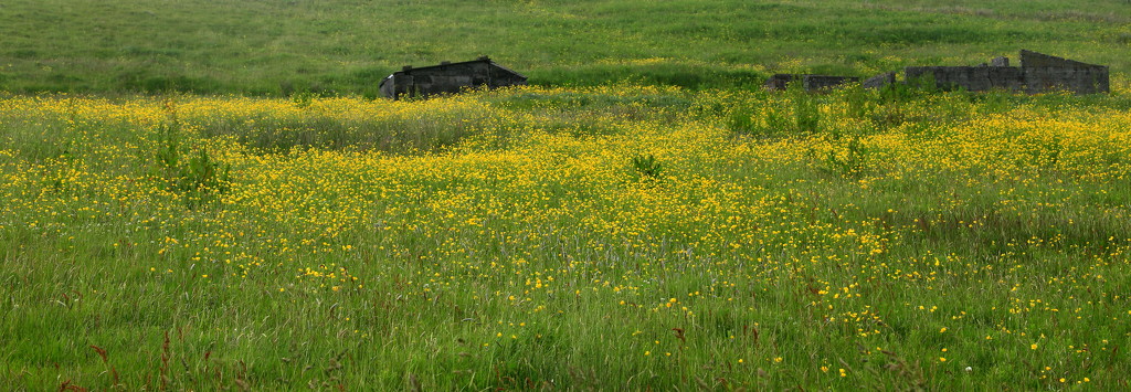Buttercups by lifeat60degrees