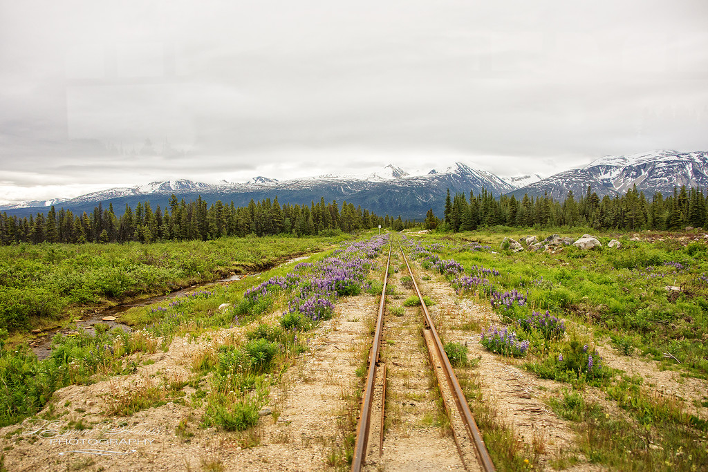 Into the Yukon by lynne5477