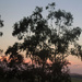 reverse sunset by koalagardens