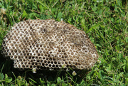 26th Jun 2016 - 0626_4715 wasp nest bible lesson
