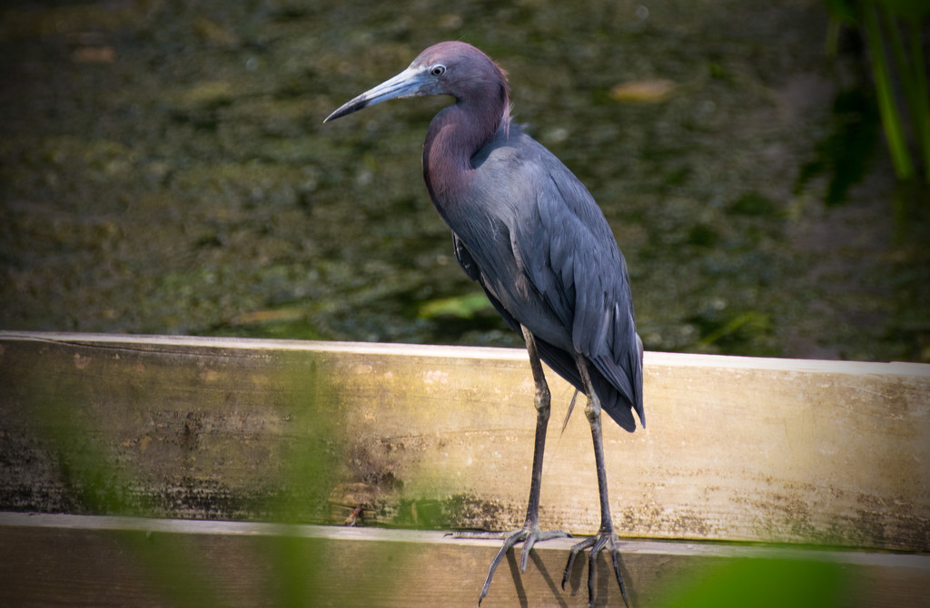 Little Blue Heron Walking the Tightrope! by rickster549