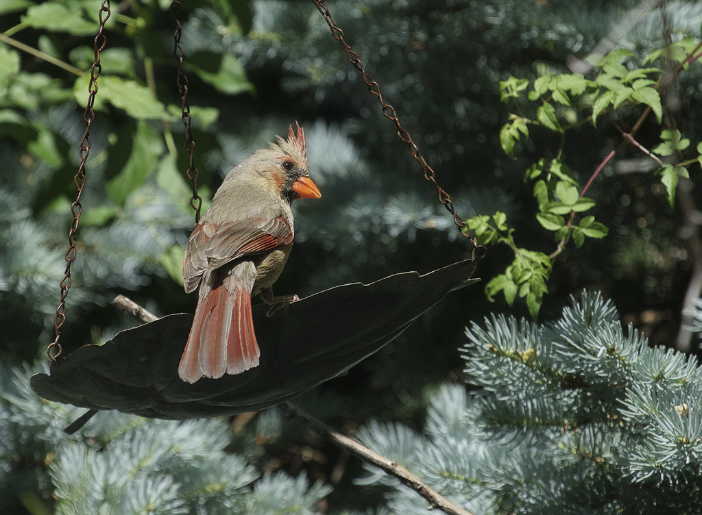 Just Another Cardinal by gardencat