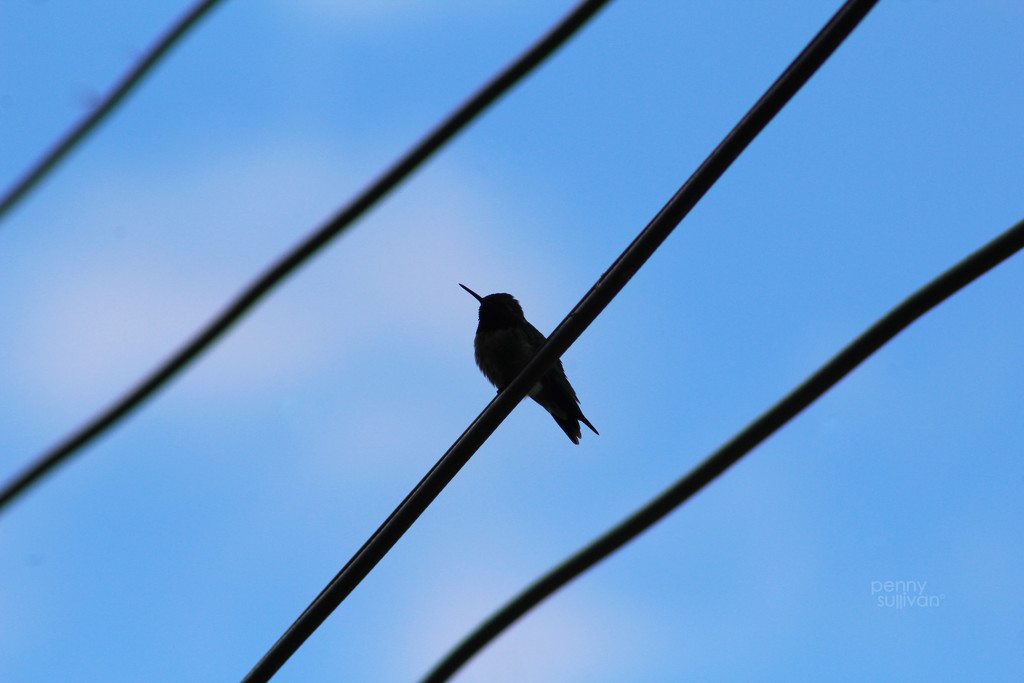 0627_4726 Hummer Silhouette  by pennyrae