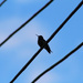 0627_4726 Hummer Silhouette  by pennyrae