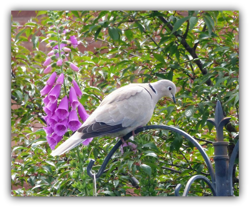 Sweet little dove  by beryl