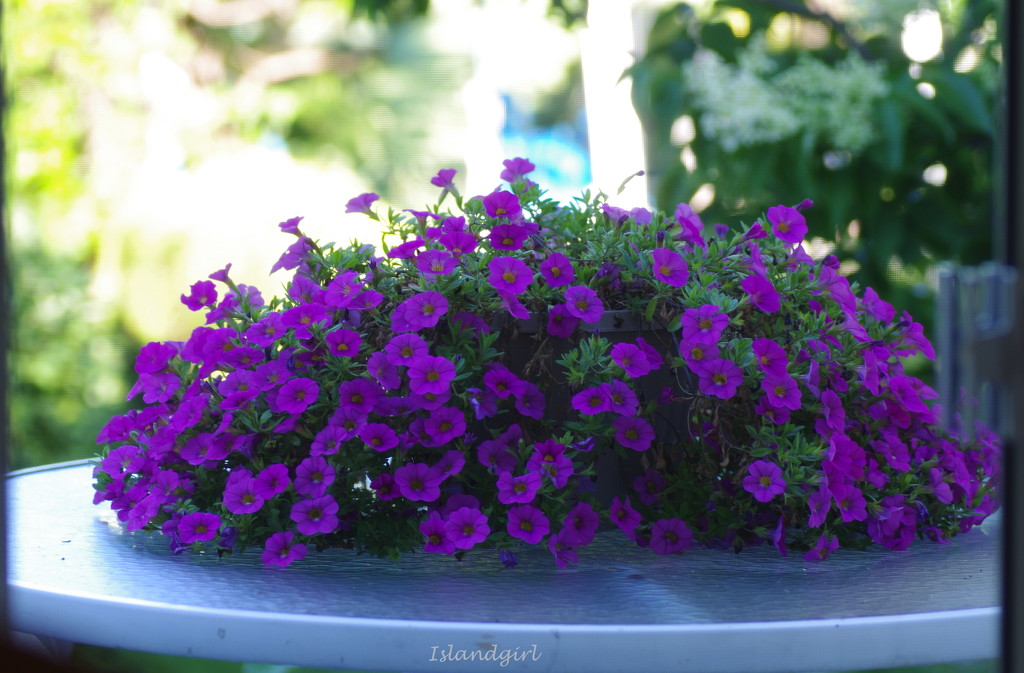 Petunias on my deck by radiogirl