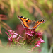 Small Tortoiseshell Butterfly. by wendyfrost