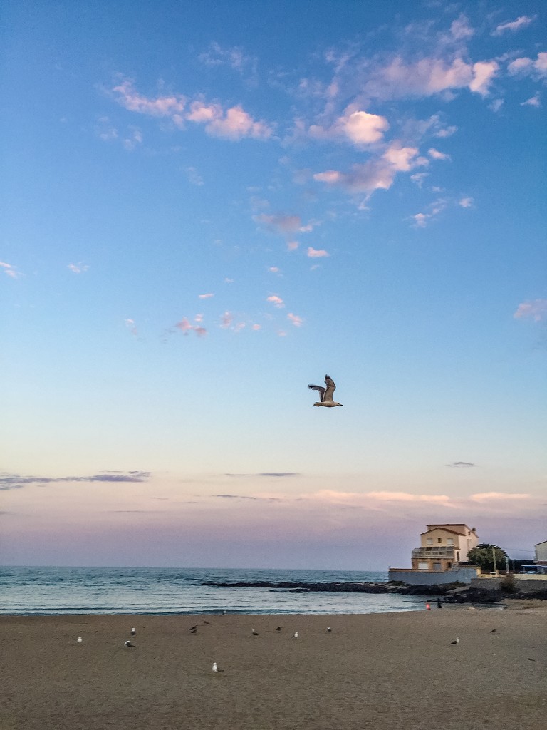 Seagull and pink sky.  by cocobella