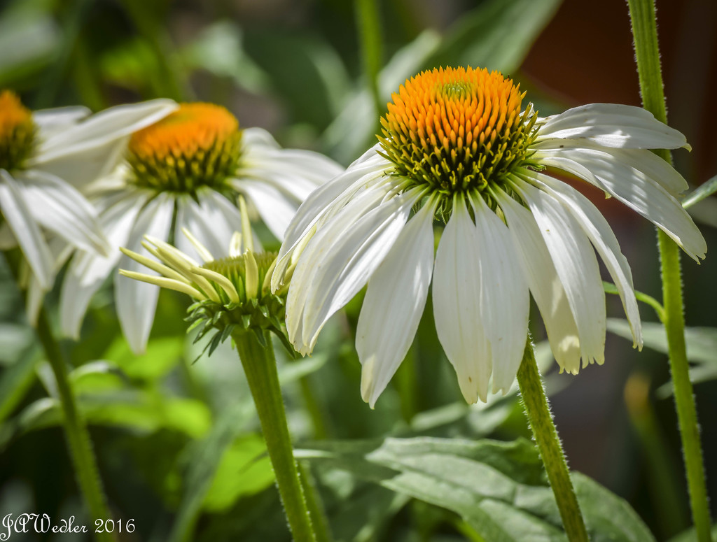 Standing Tall by marylandgirl58