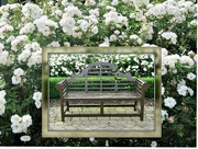 28th Jun 2016 - A Seat in the Rose Garden.