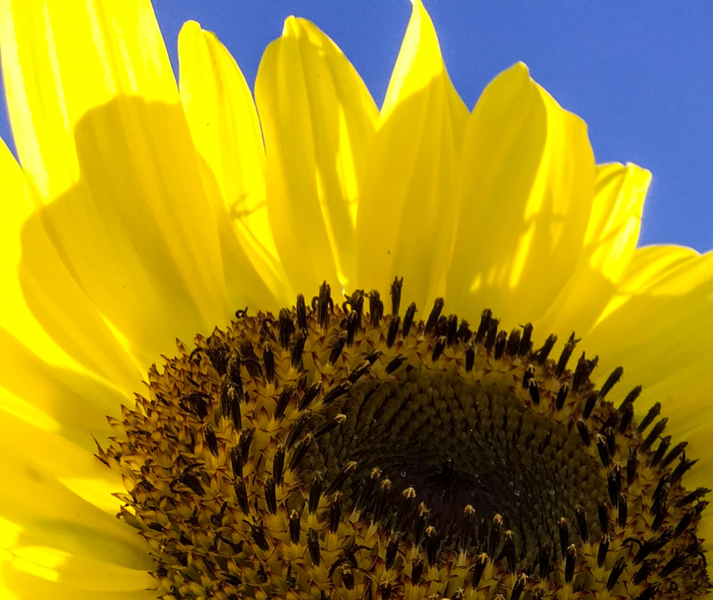 Sunny Sunflower by loweygrace