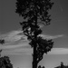 Cedar silhouette by thewatersphotos