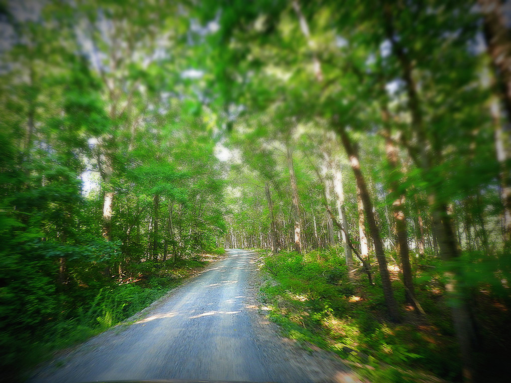 The road less traveled! by homeschoolmom