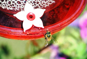 29th Jun 2016 - Bee on Nectar