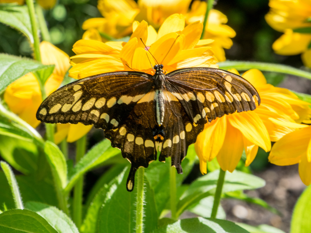 Giant Swallowtail and Yellow Flowers by rminer