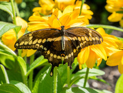 29th Jun 2016 - Giant Swallowtail and Yellow Flowers