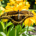 Giant Swallowtail and Yellow Flowers by rminer
