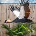 Black-crowned crane by rminer