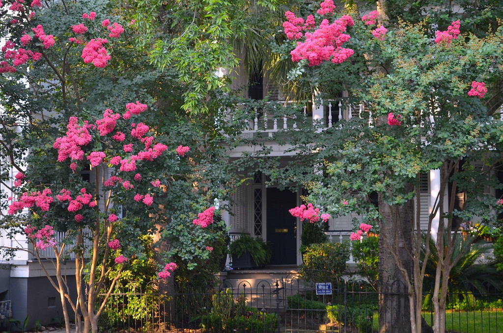 Crepe myrtle and old house, historic district, Charleston, SC by congaree