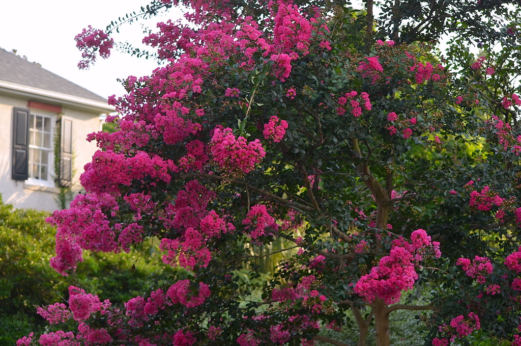 Crepe myrtle, historic district, Charleston, SC by congaree