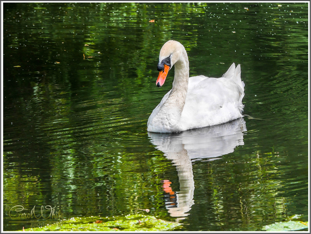 Sleepy Swan by carolmw
