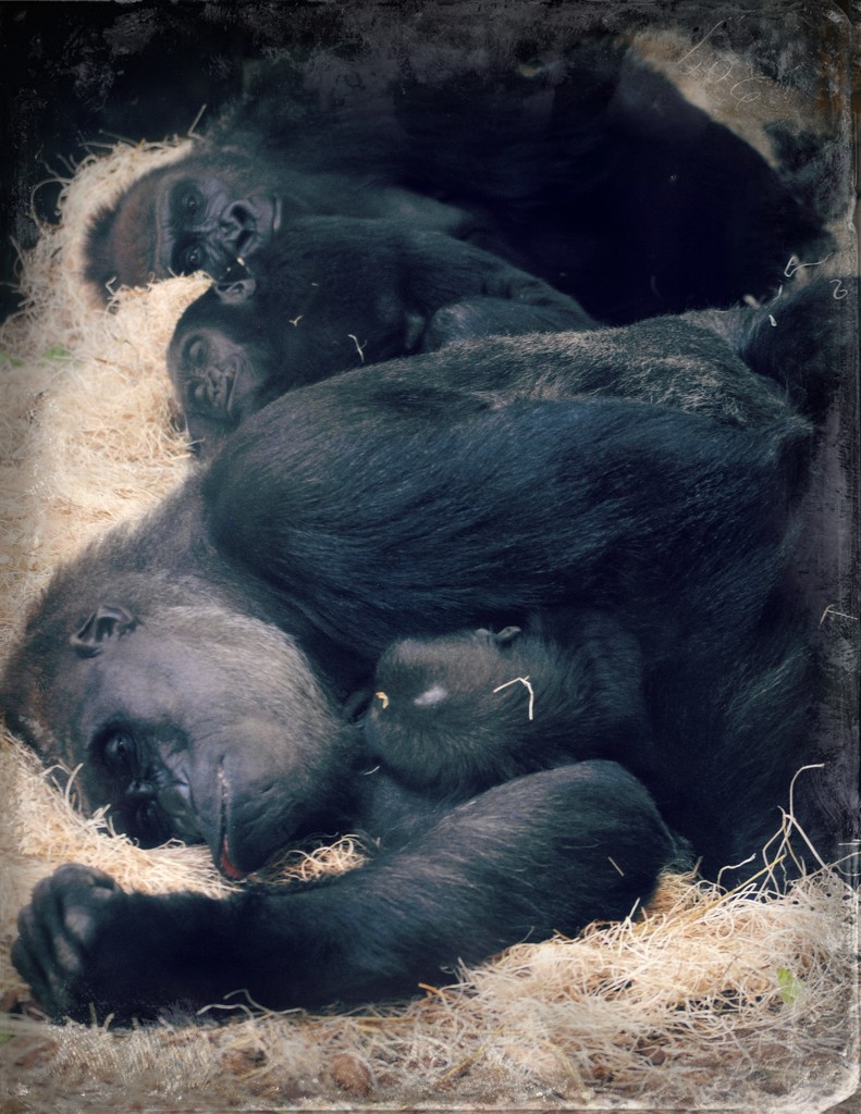 Goodnight Gorillas: The Slumbering Simians by alophoto