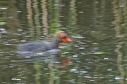 30th Jun 2016 - THESE CAN PADDLE FASTER THAN YOU THINK