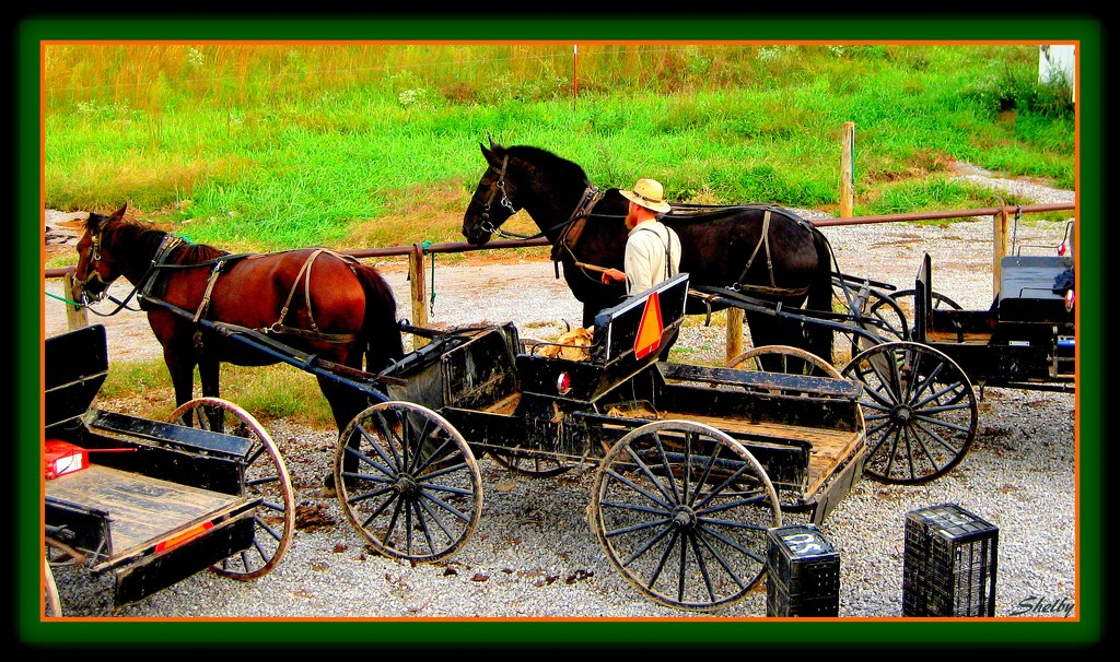 Amish Farmer by vernabeth