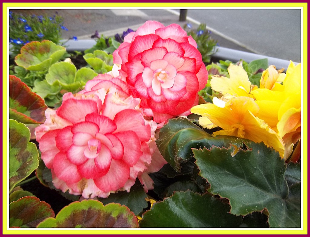 Beautiful bedding begonias. by grace55