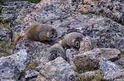 26th Jun 2016 - young marmots