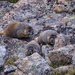 young marmots by aecasey