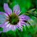 multiple exposure technique challenge 58 - purple cone flowers by jackies365
