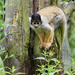 Squirrel Monkey by leonbuys83