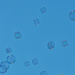 Bubbles! by dianen