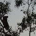 Australiana by koalagardens