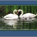 Swan loveheart. by grace55