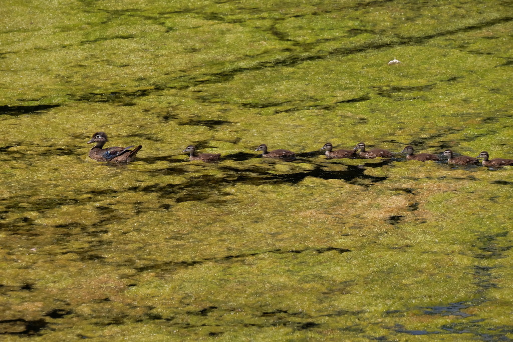 Wood Ducks in a Row by tosee